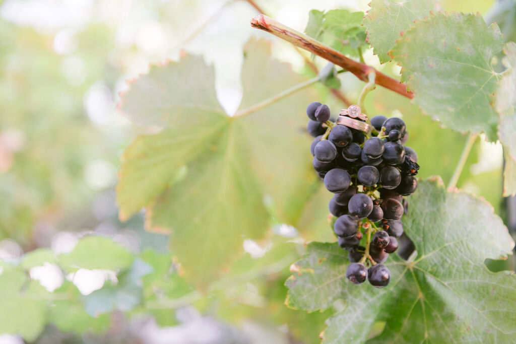 wiens winery wedding rings grape vines